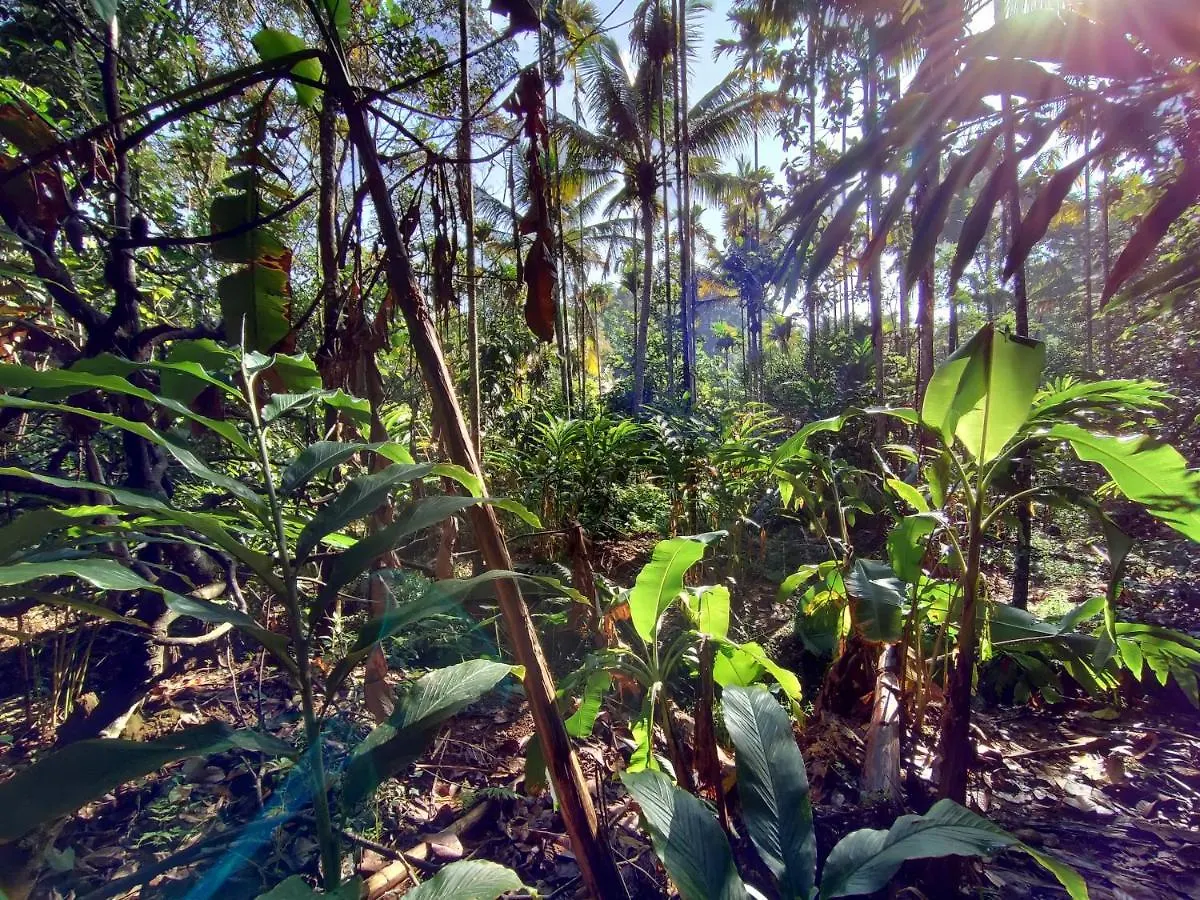 Maliyeckal Homestay Munnar