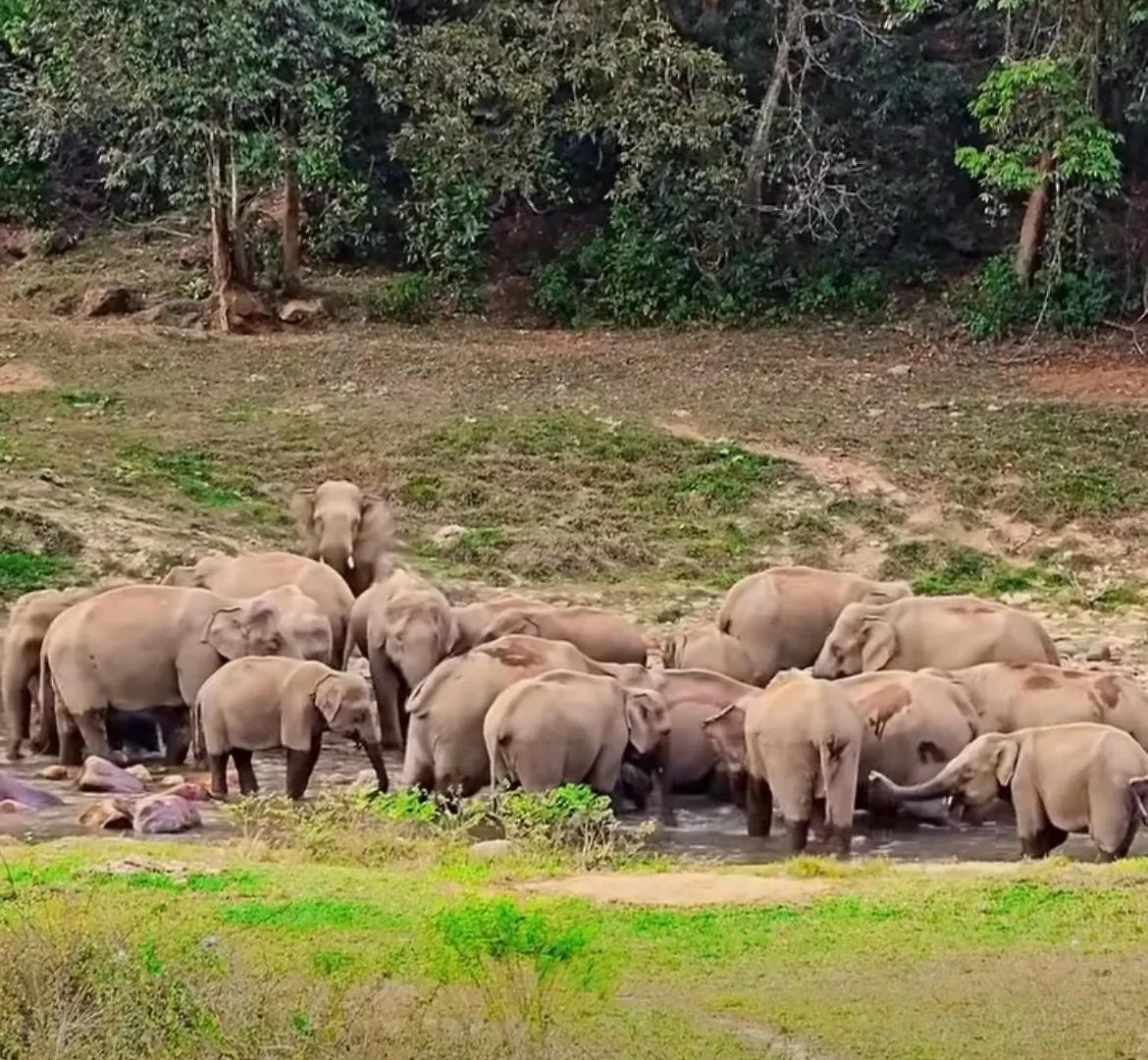 Maliyeckal Homestay Munnar India